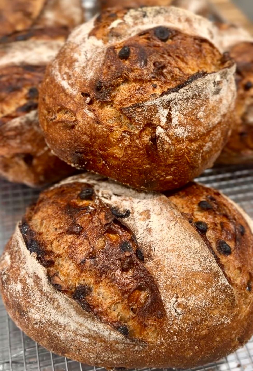 WALNUT CHERRY SOURDOUGH (saturday pickup)
